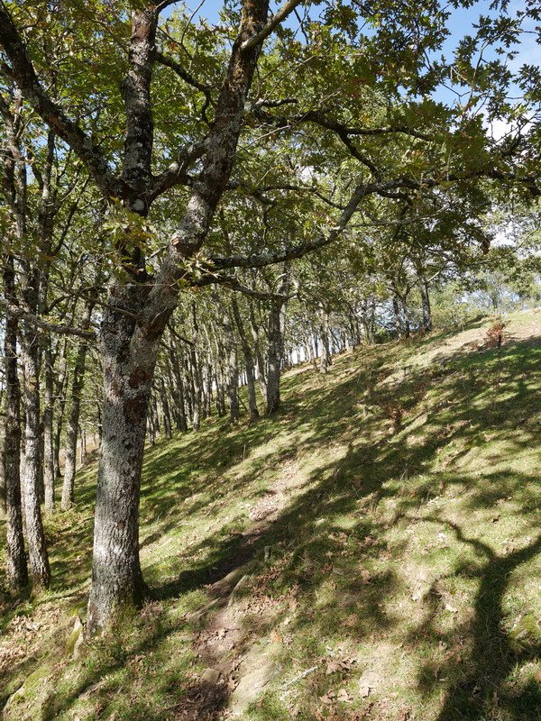 Mendibizkarreko hariztia