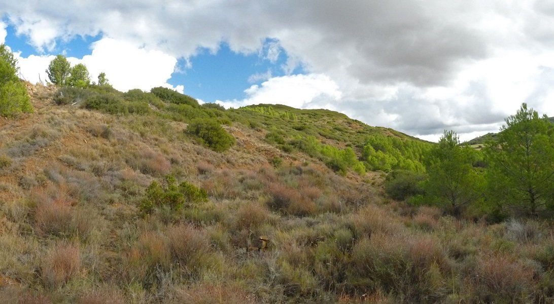 Sasiek hartutako hegiak