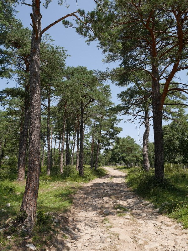 Tontorrera gerturatzen den bidea