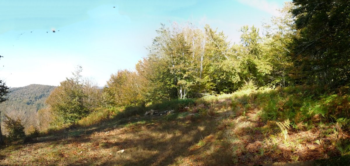 Argiune gutxi basoan