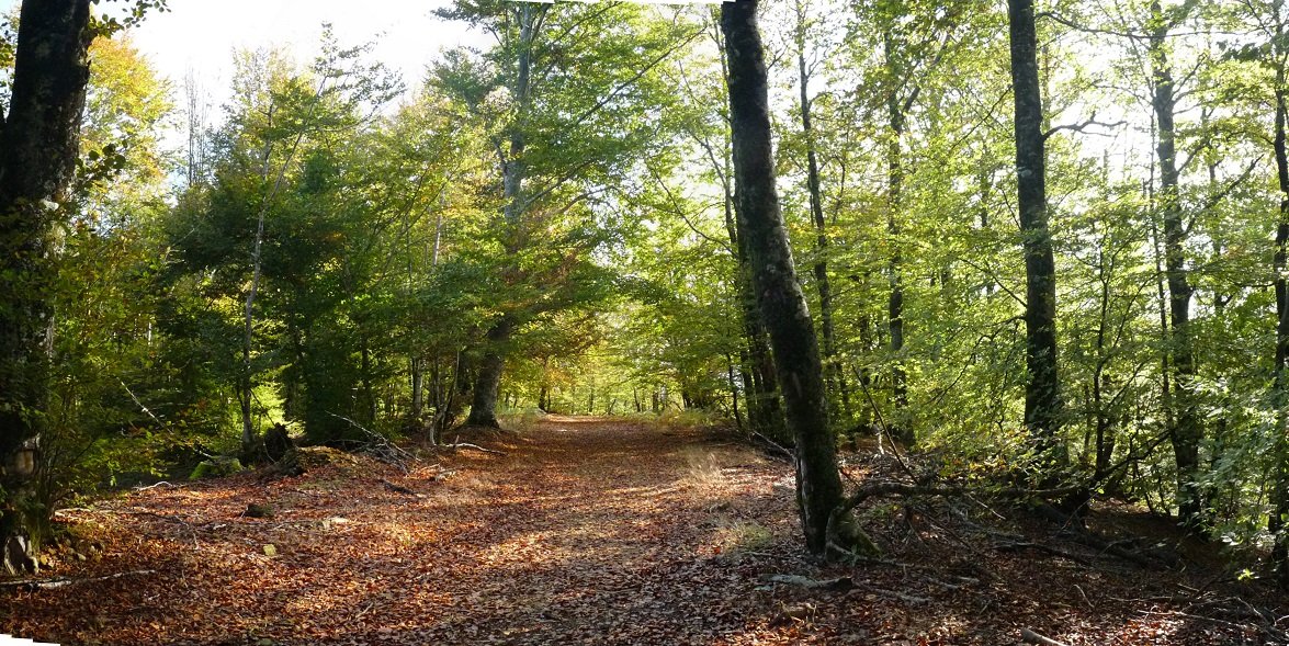 Bidea basoan barrena