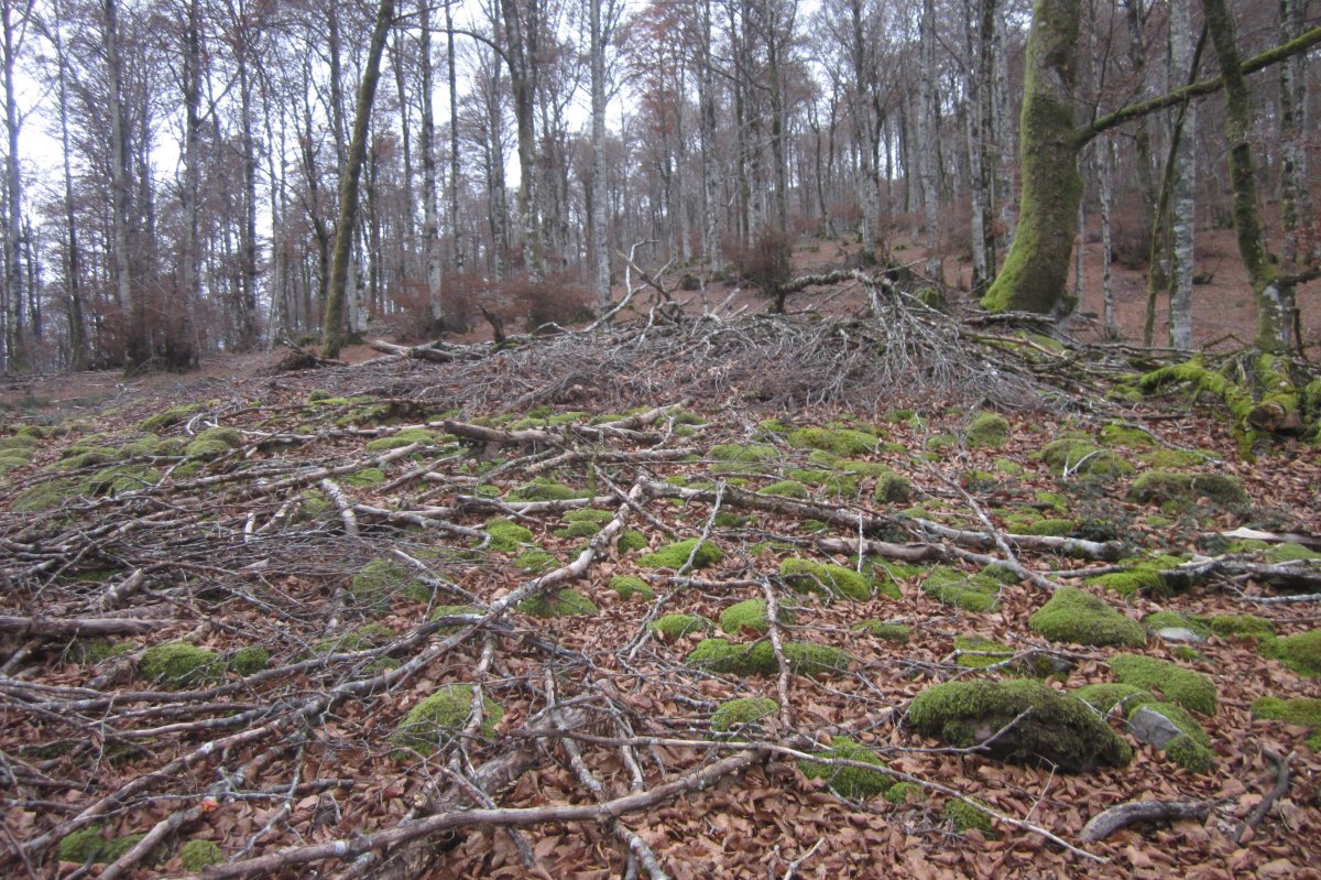 Dólmen Bixurdiñeta 1 Este  (Noviembre 2019)