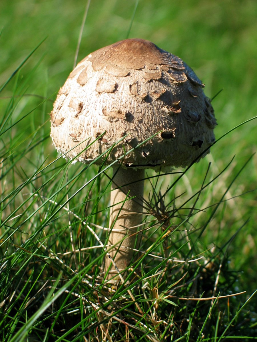 Galanperna, Guratzeko larrean