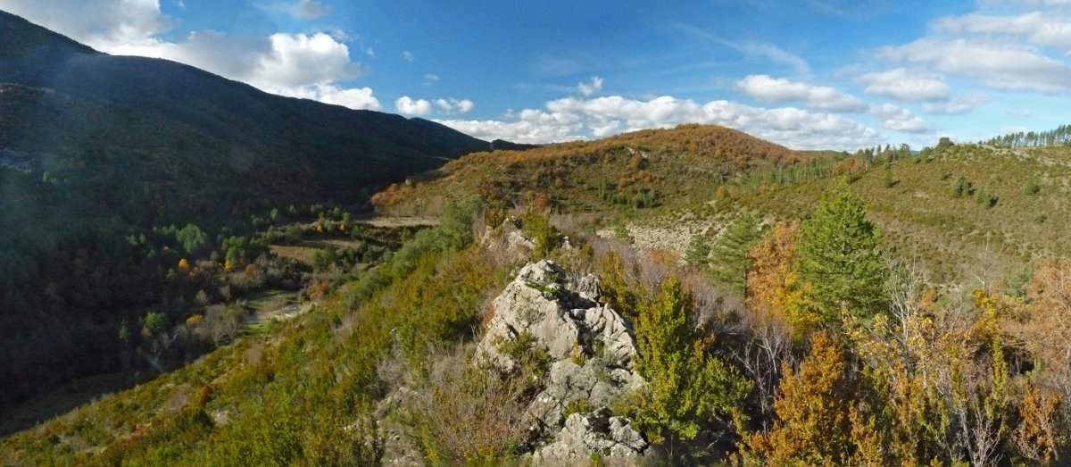 Mendebaldeko gandorra