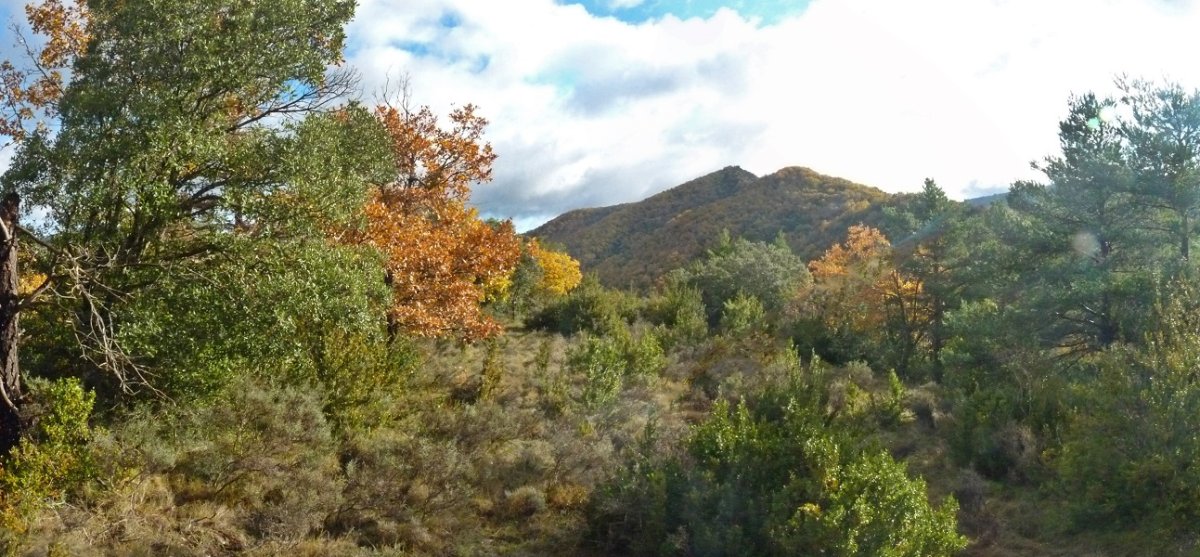 Mendebaldeko bizkarra, artean ibiltzeko modukoa