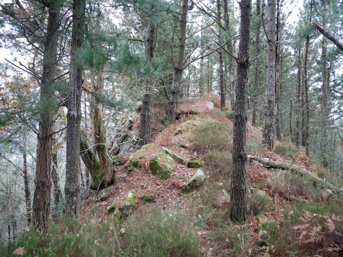Mendebaldeko gandorreko pasarte bat