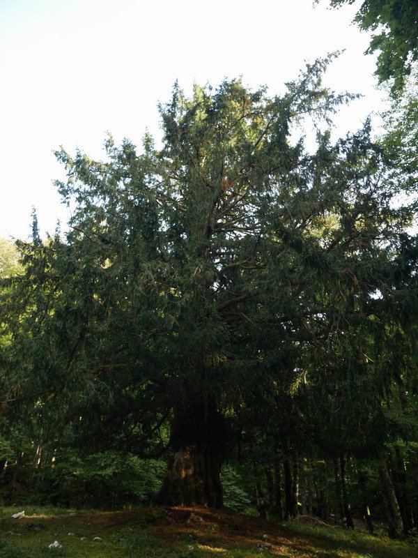 Otsaportilloko hagina