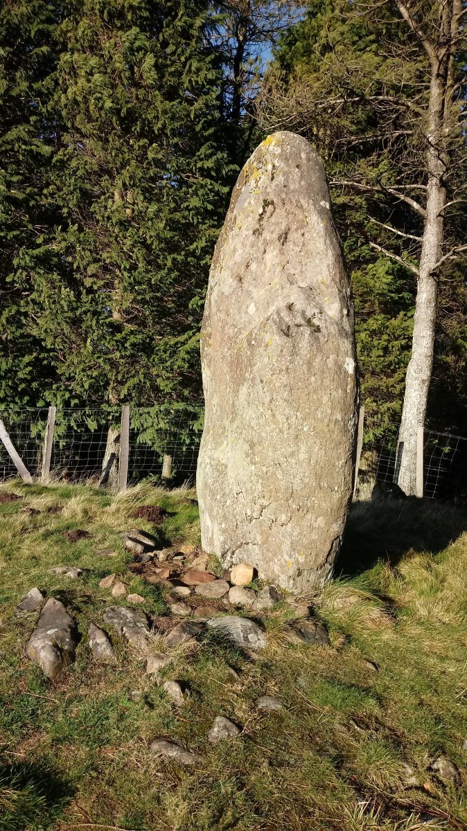 Arribiribilleta zutarria