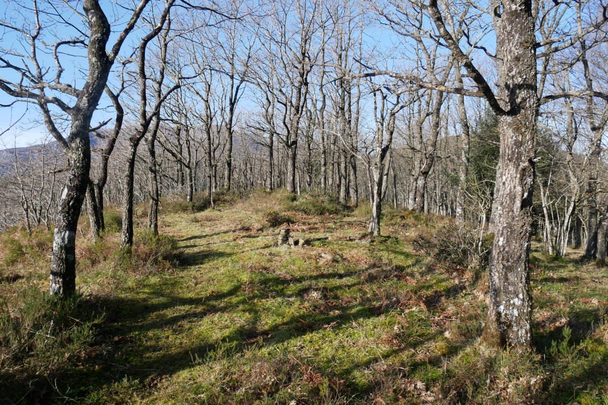 Tontorra, Mendiurkillo