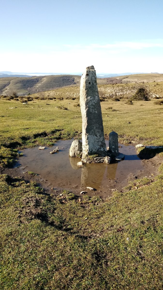 Lastrilla zutarria (2019)