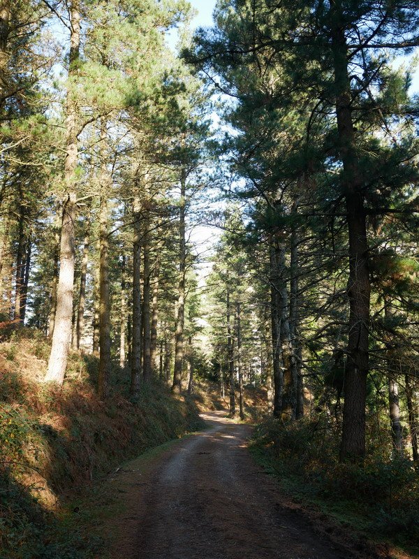 Olarreta lepotik Antzubaltz lepora bidean