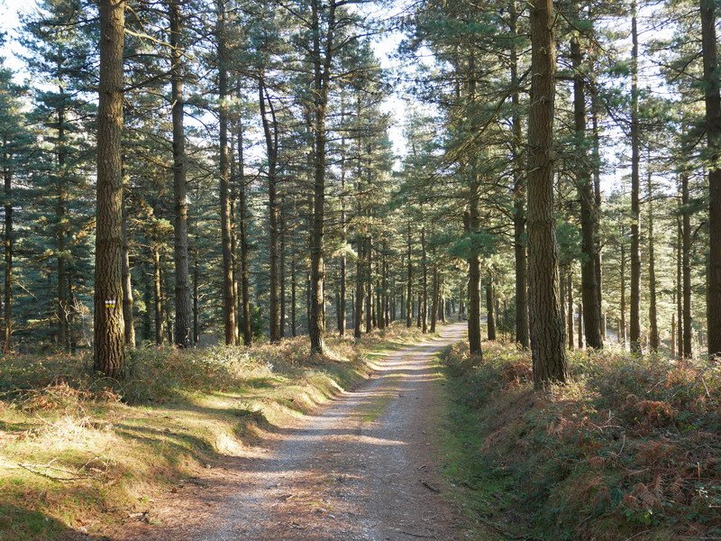 Olarreta lepora jaisten