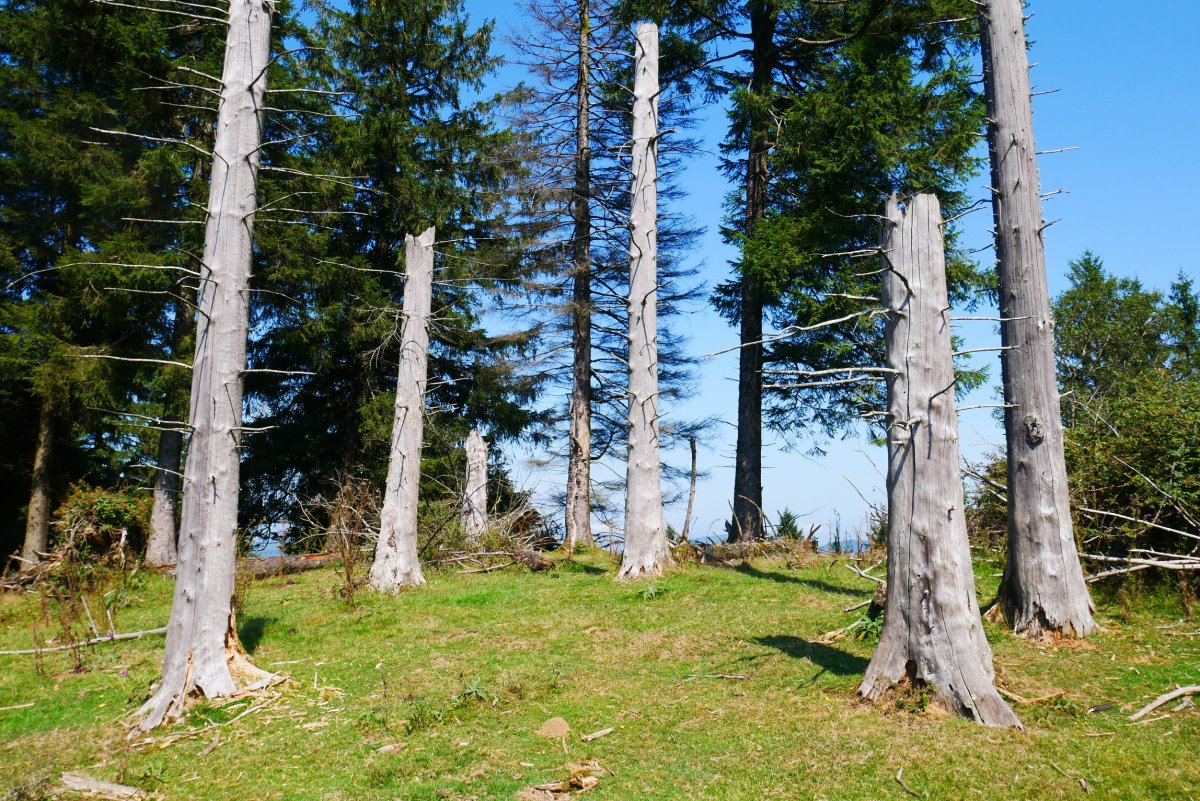 HMko muinoaren gailurra