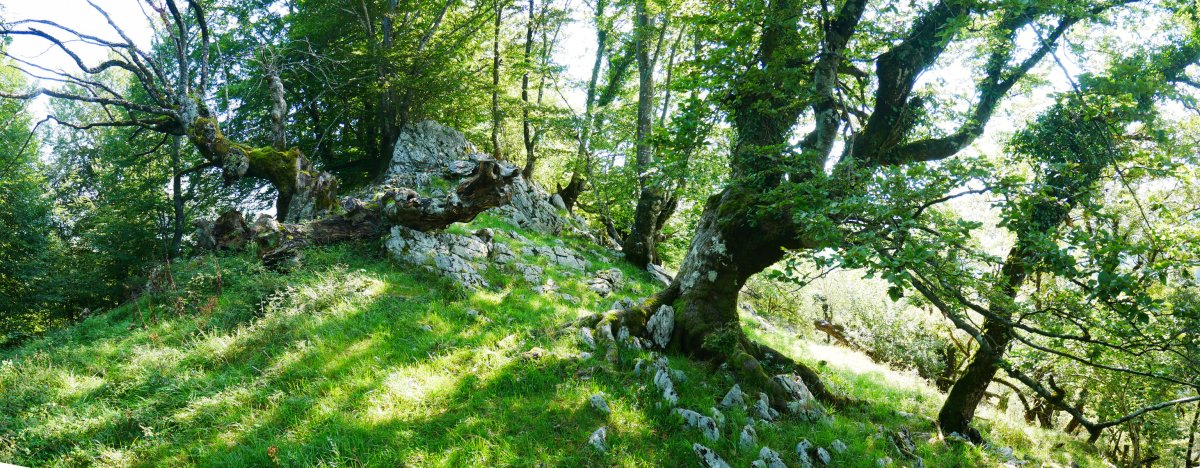 Paretaberrietako muino harritsua