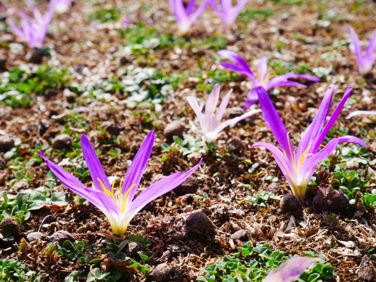 Udazkeneko loreak, Larrazpilgo trikuharriaren inguruetan