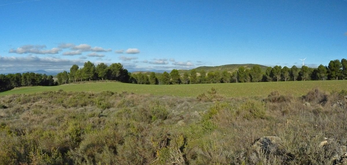 Kandaraitzko gainaldea