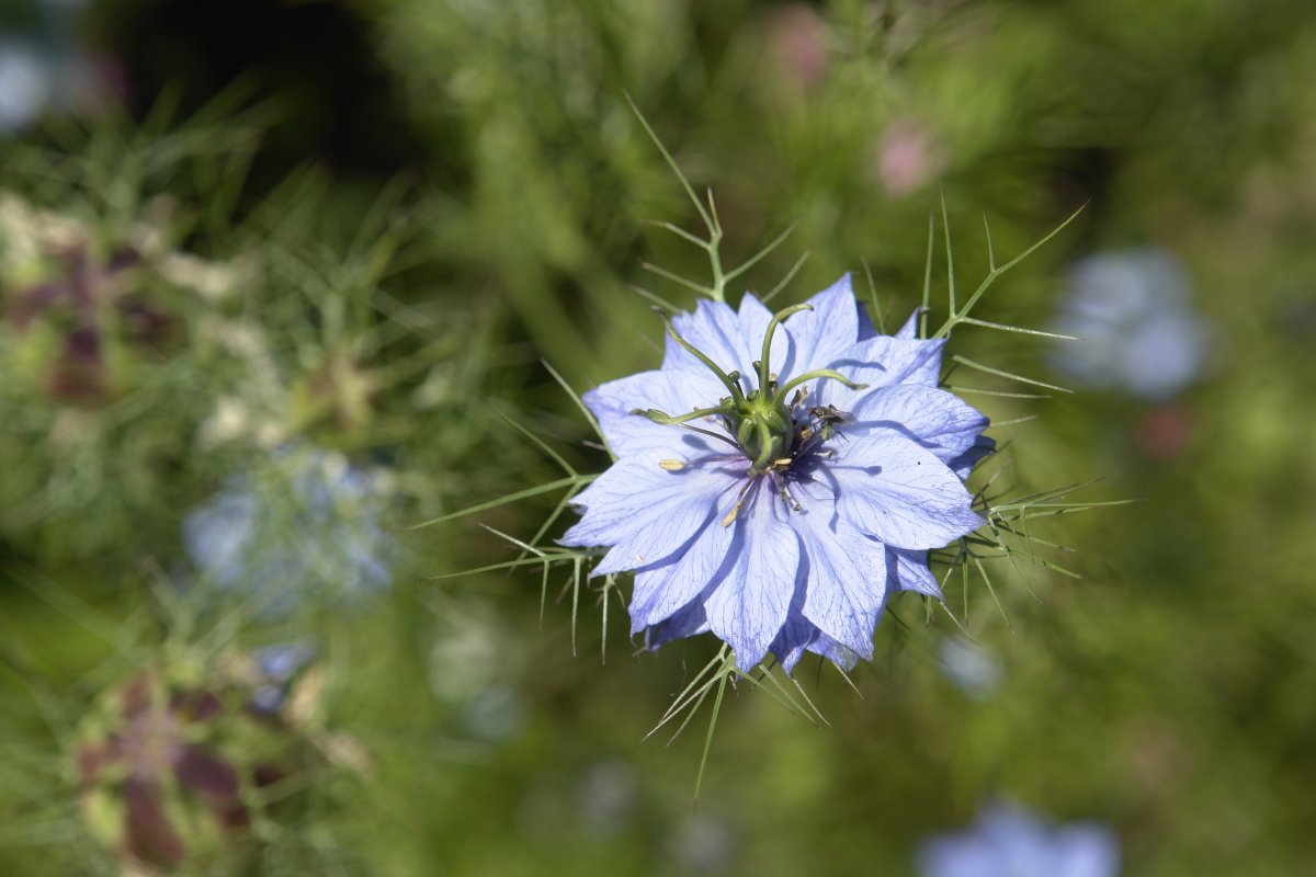 Nigella damascena, Orexan, bide bazterrean
