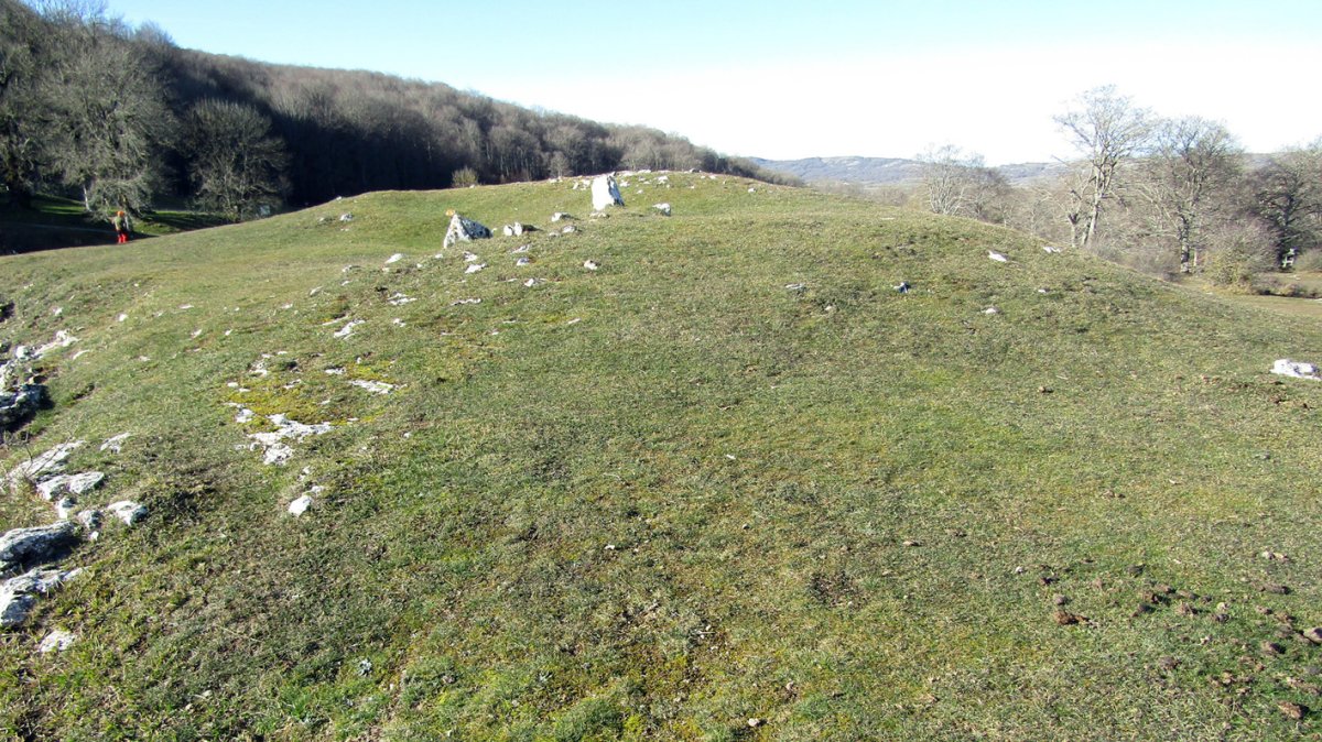 Santa Teodosia trikuharria, Entzia