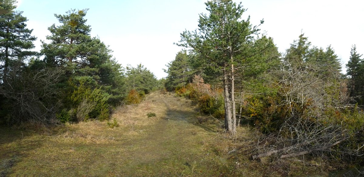 Zaraitzuarren abelbidea