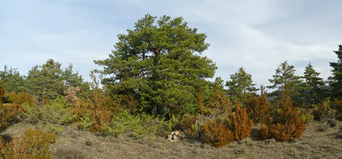 Zegarra mendiko gailurra