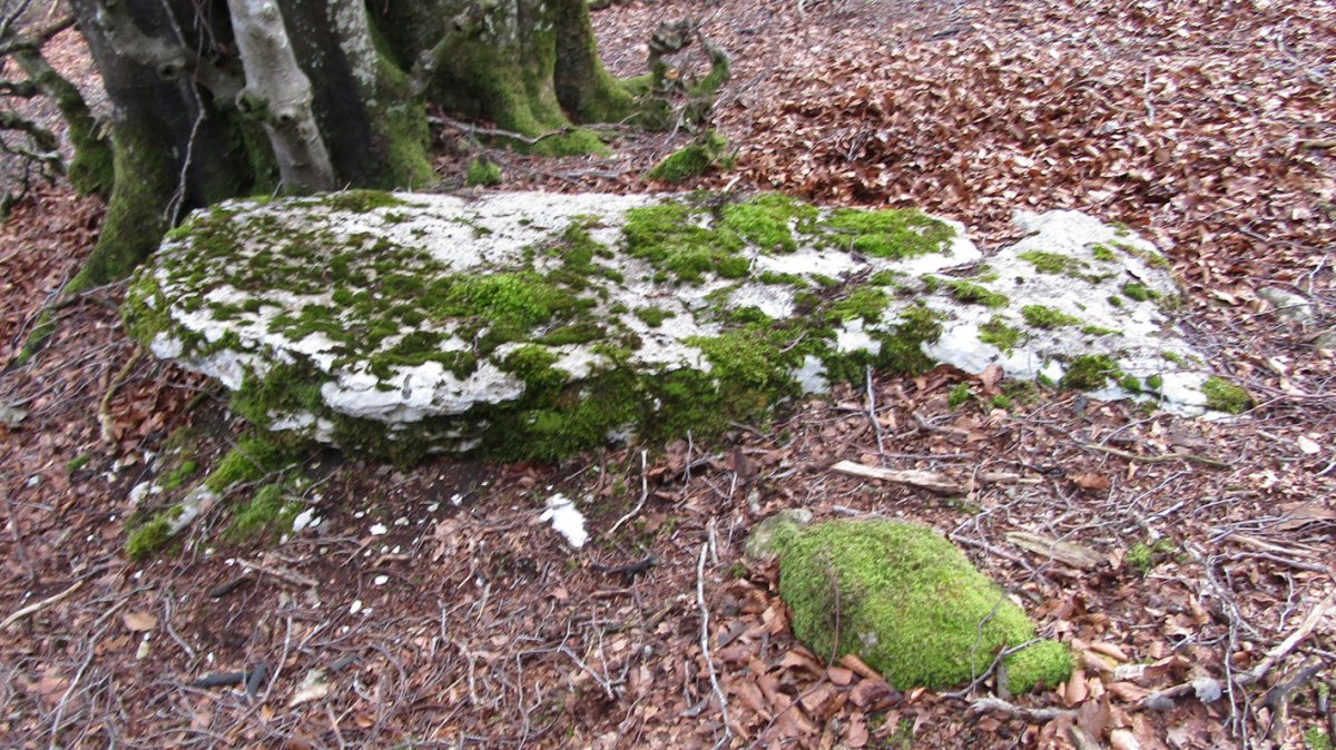 Solonagua zutarria, Arraia-Maeztu