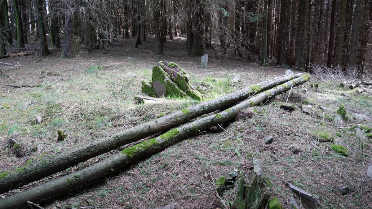 Basaburu  trikuharria, Urdelar