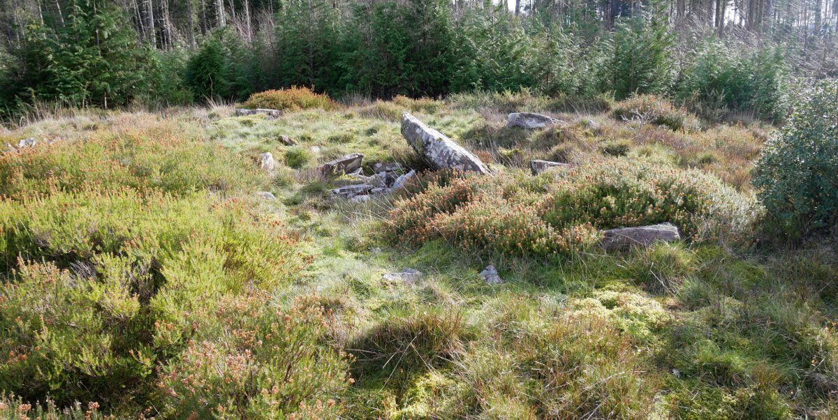 Loa trikuharria, 2020ko urtarrila