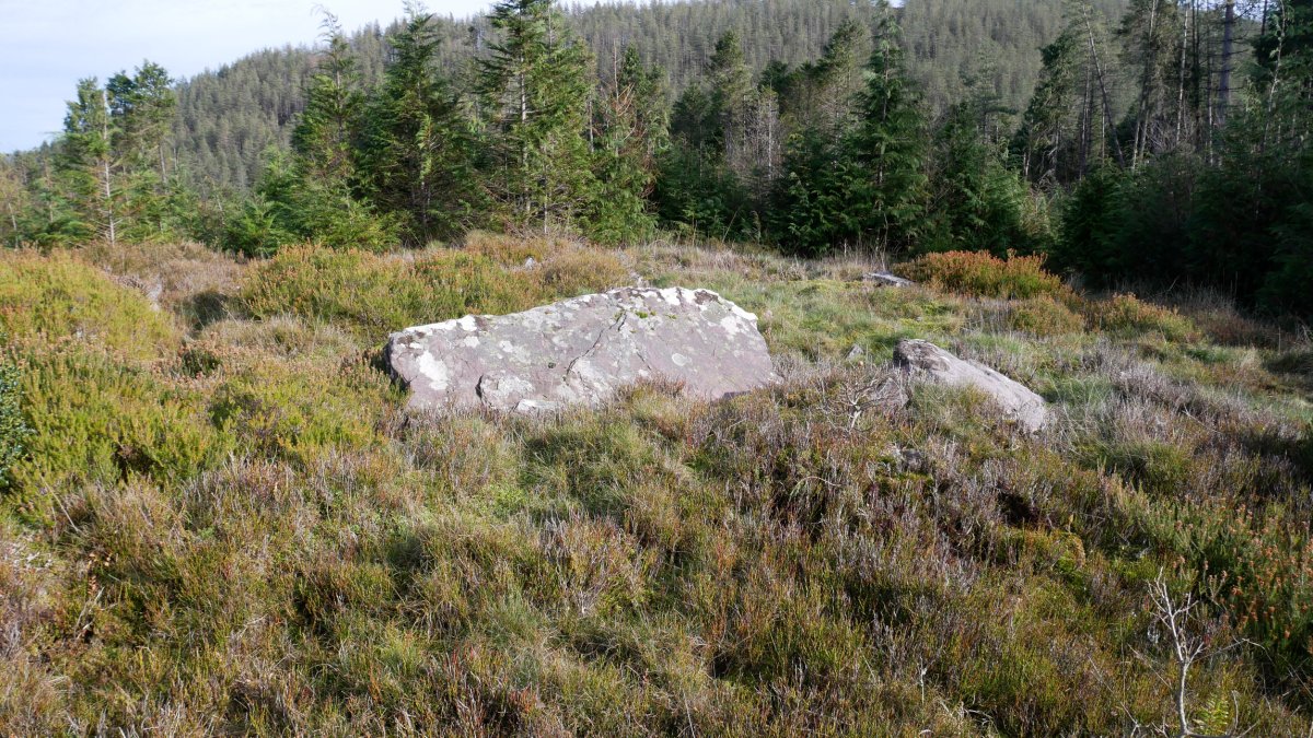 Loa trikuharria, 2020ko urtarrila