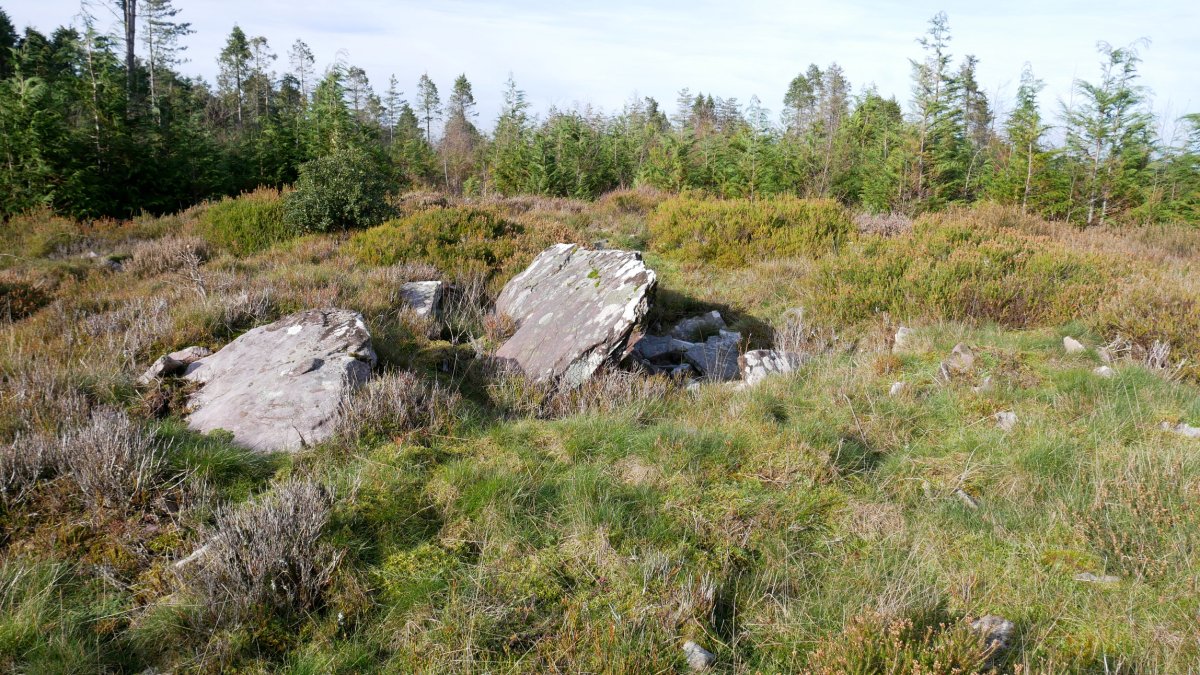 Loa trikuharria, 2020ko urtarrila