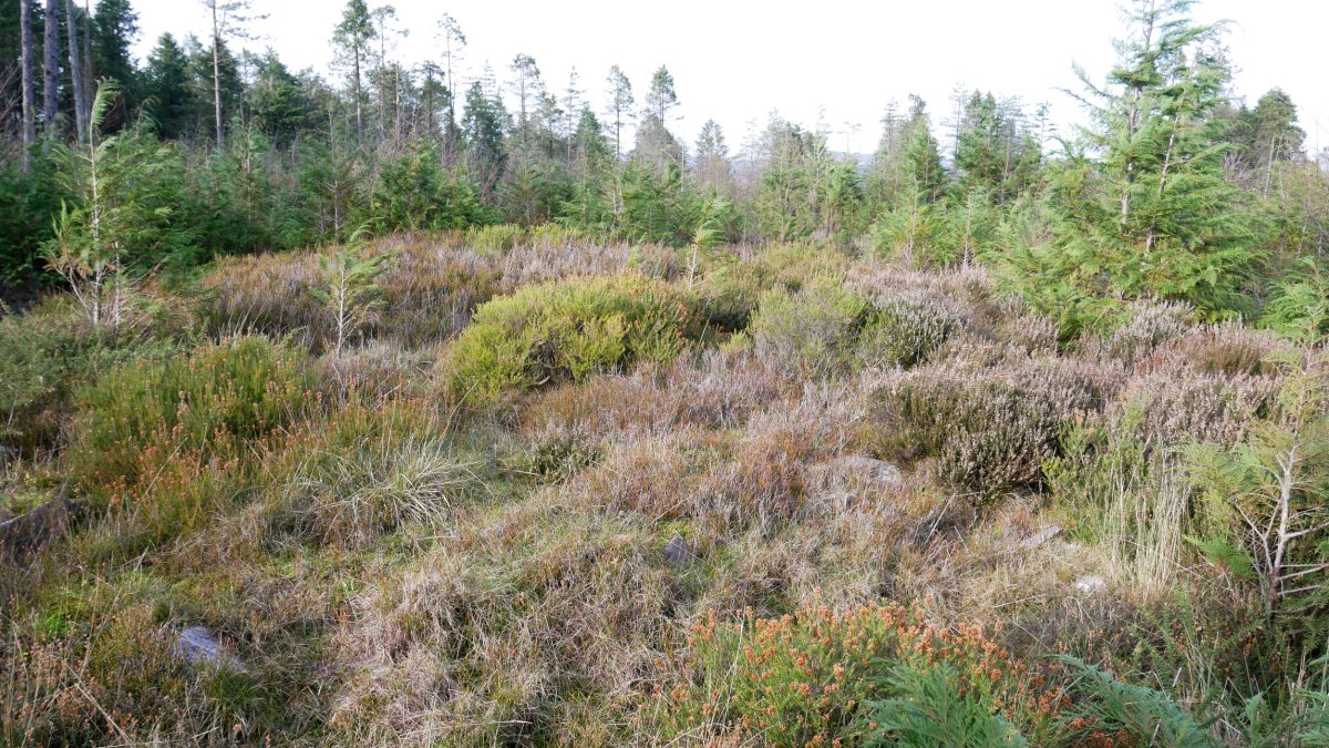 Loa I tumulua, 2020ko urtarrila