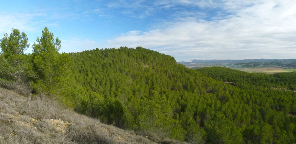 Pinudiak Berbinzana gainean