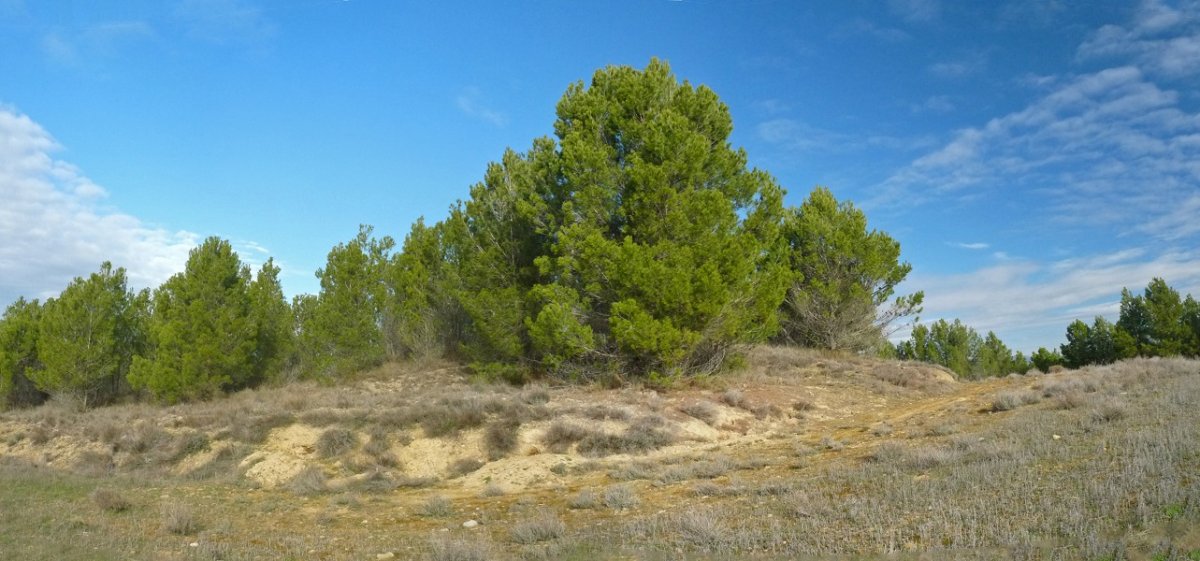 Vaquerizako gailurra