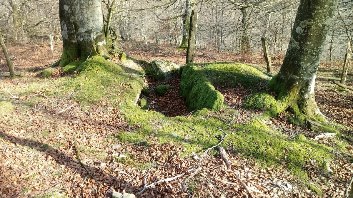 Alkardur (Otzola) trikuharria (2020)