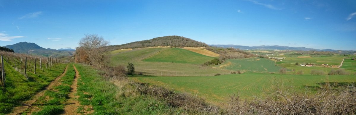 Muskildia Zorrerako mahastietatik