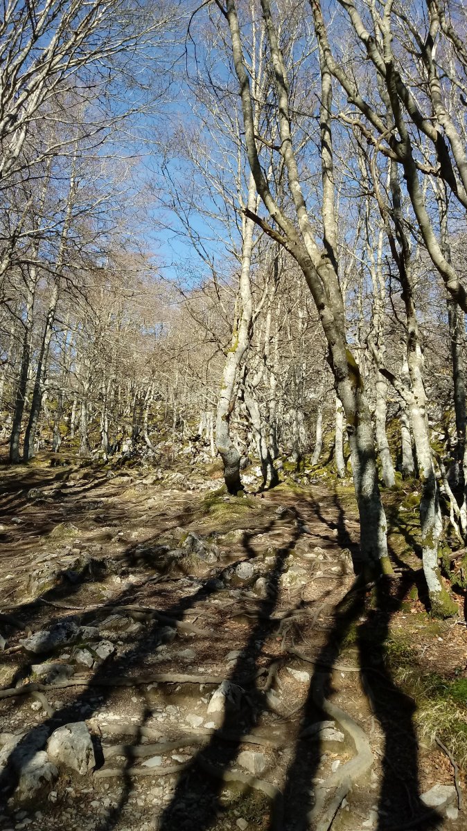 Sandratirako jeitsiera ekialdeko sendatik