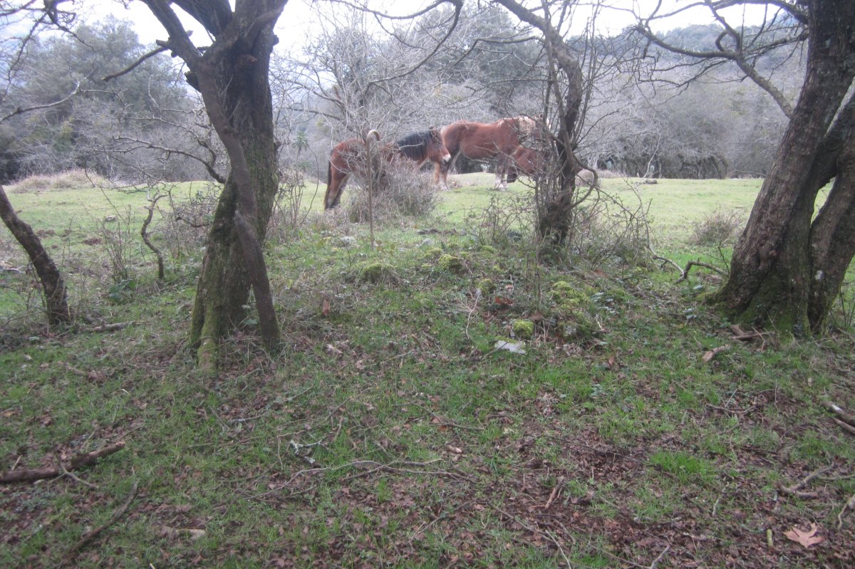 Campo Tumular Ariztiaundi, Túmulo nº 3  (Enero 2020)