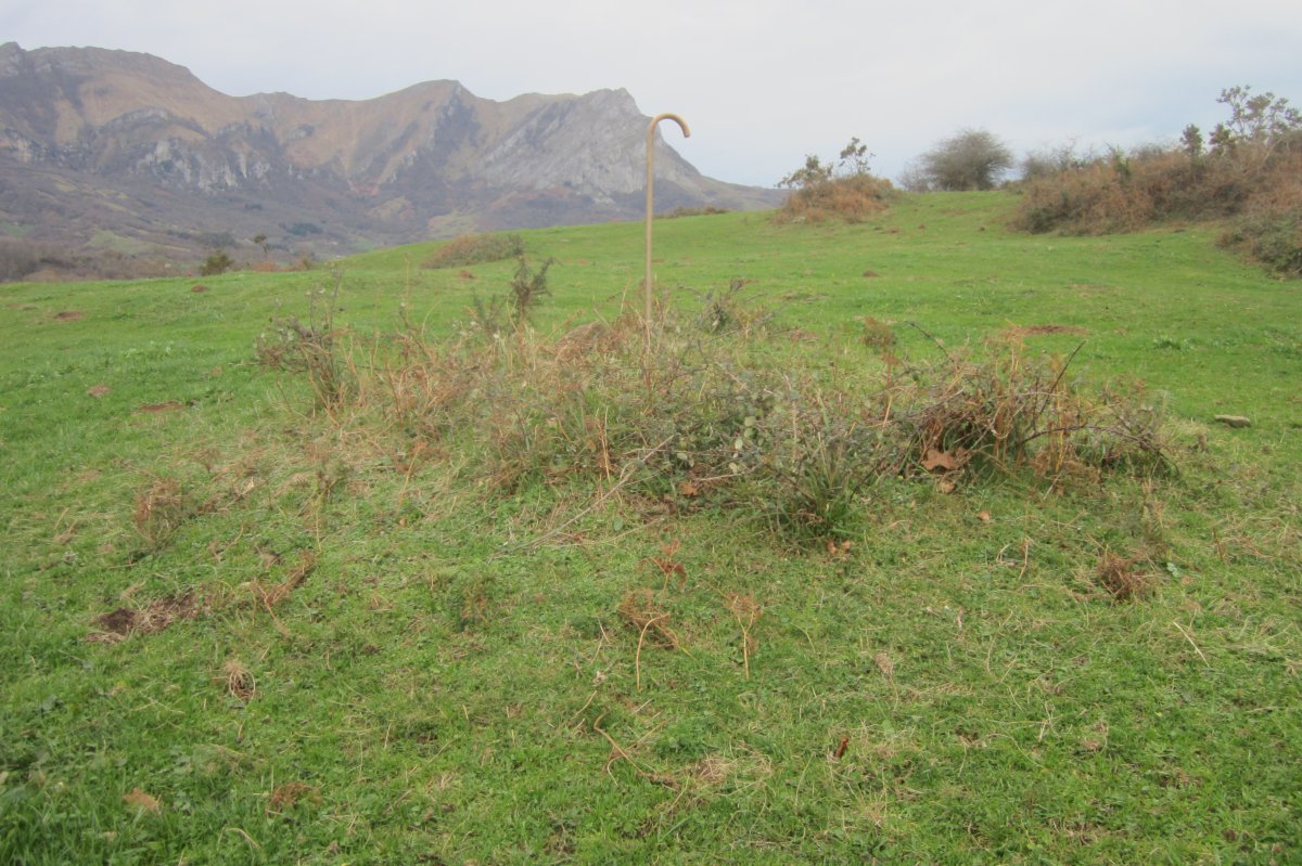 Túmulo San Donato 1 (Diciembre 2018)