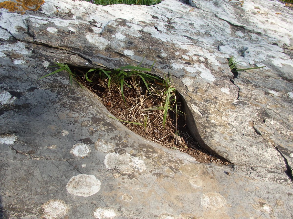 ALTZUSTABERRI II zutarri