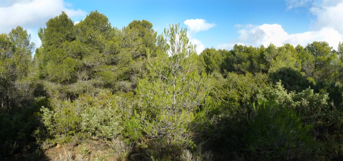 Gailurraren inguruak