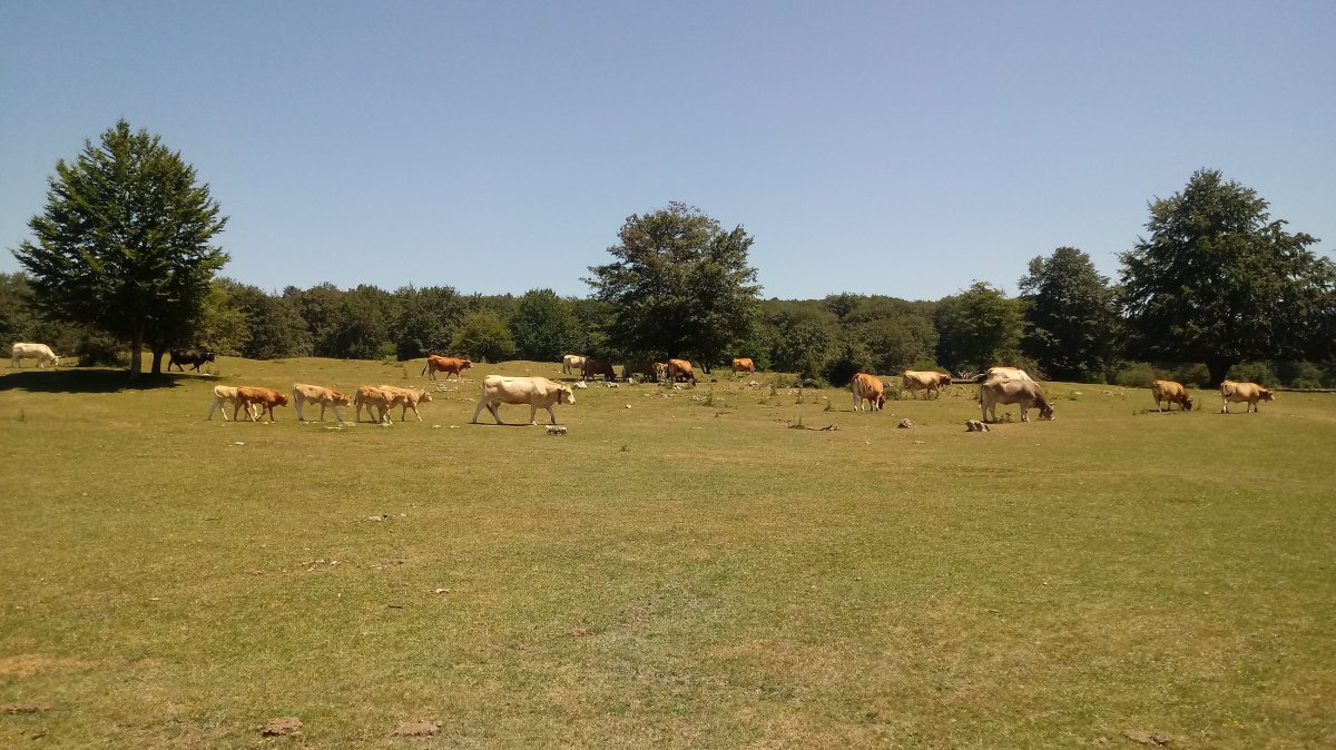 Munain Portuko Punta (1045m) behiak