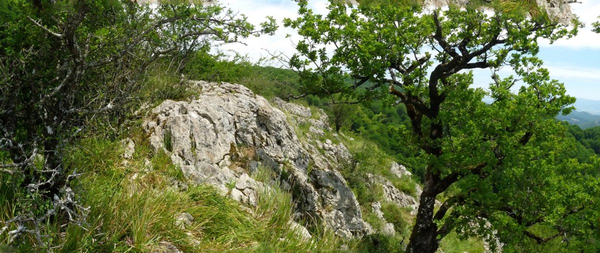 Arbotonaundiko gailurra