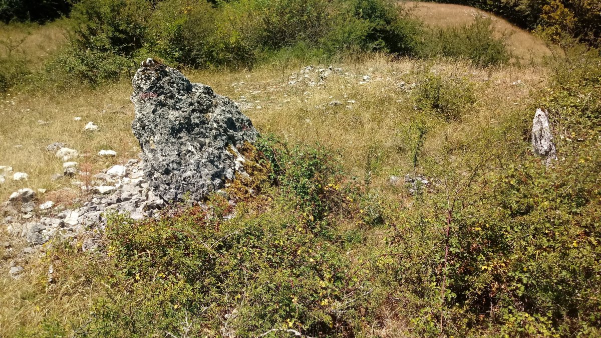 San Juan trikuharria (2020)