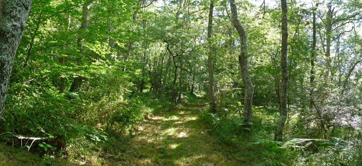 Basurtxoaren xenda, basoan gora