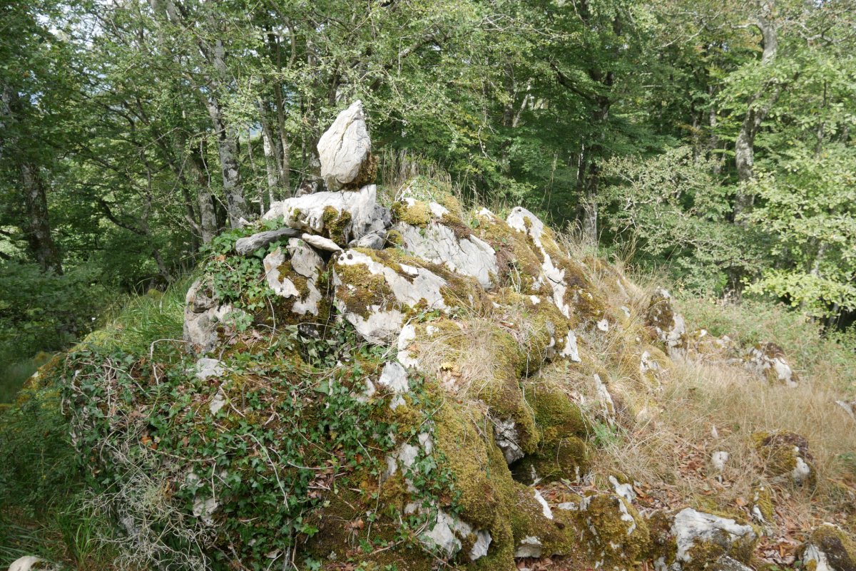 Arrizorrotz tontorra