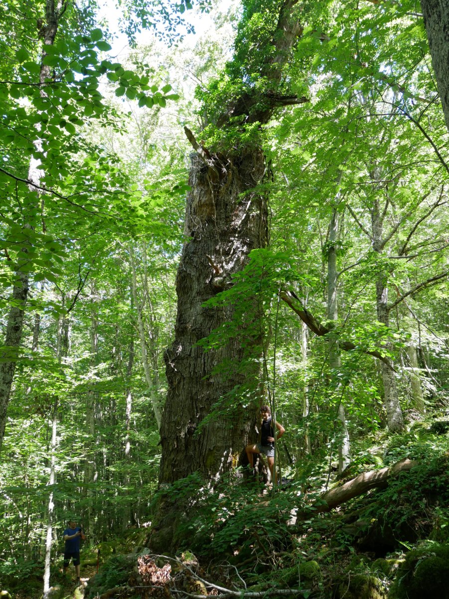 Garaioako haritza 2020ko udan