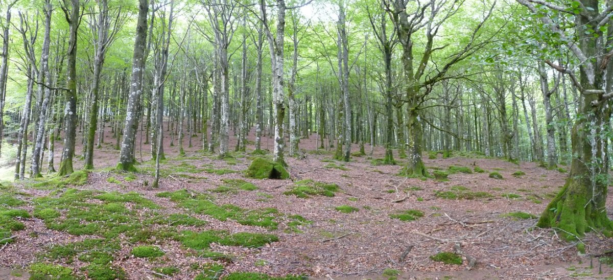 Pagadietan gora, biderik gabe