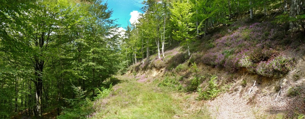 Txilarra, bideak inbaditzen