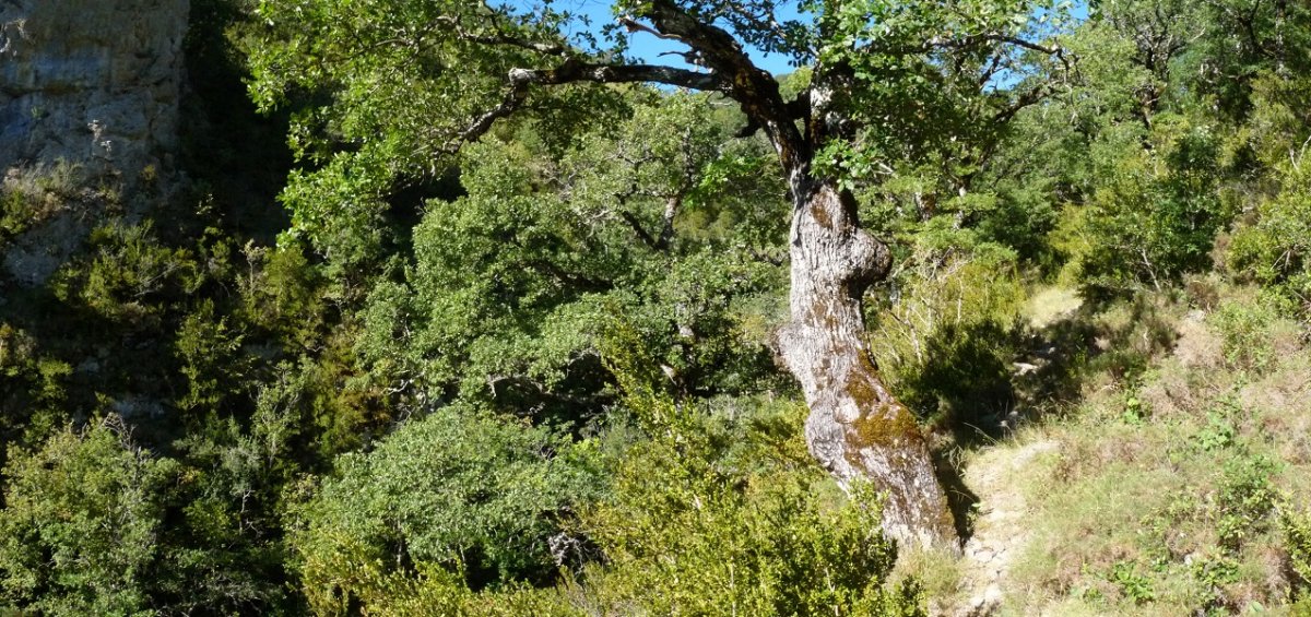 Bidexka, Zategiko sakanean gora