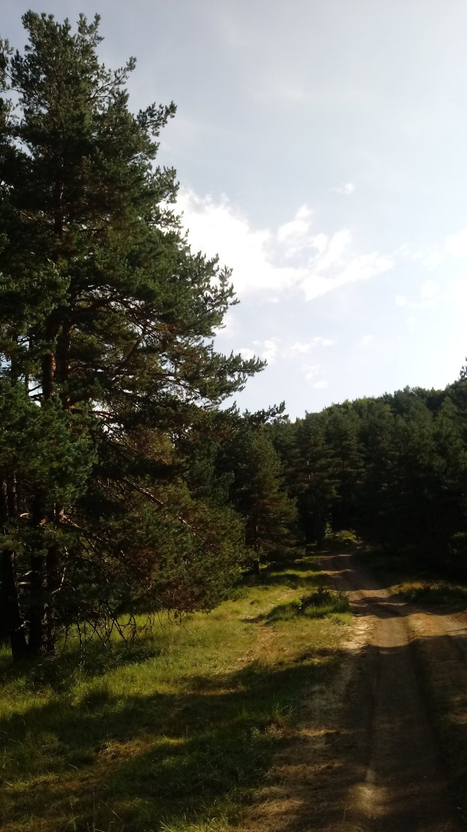 Gazteluzarra (1232m) gainaldeko pista