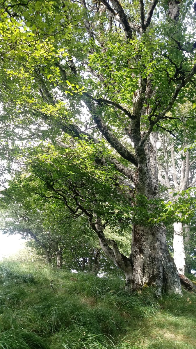 Mozolo (1243m) tontorraldea